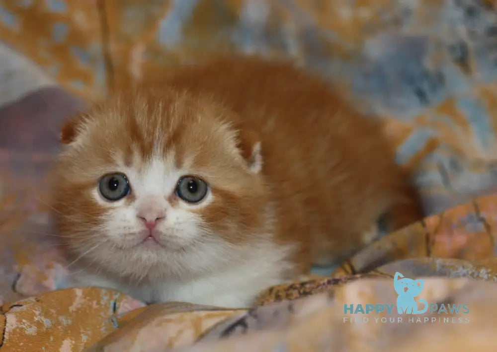 Ferrero Rocher Scottish Fold male red tabby bicolour live animals