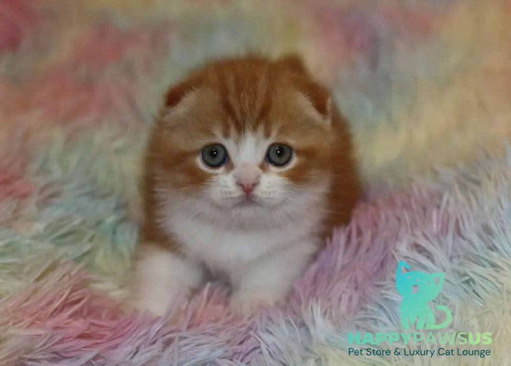 Ferrero Rocher Scottish Fold male red tabby bicolour live animals