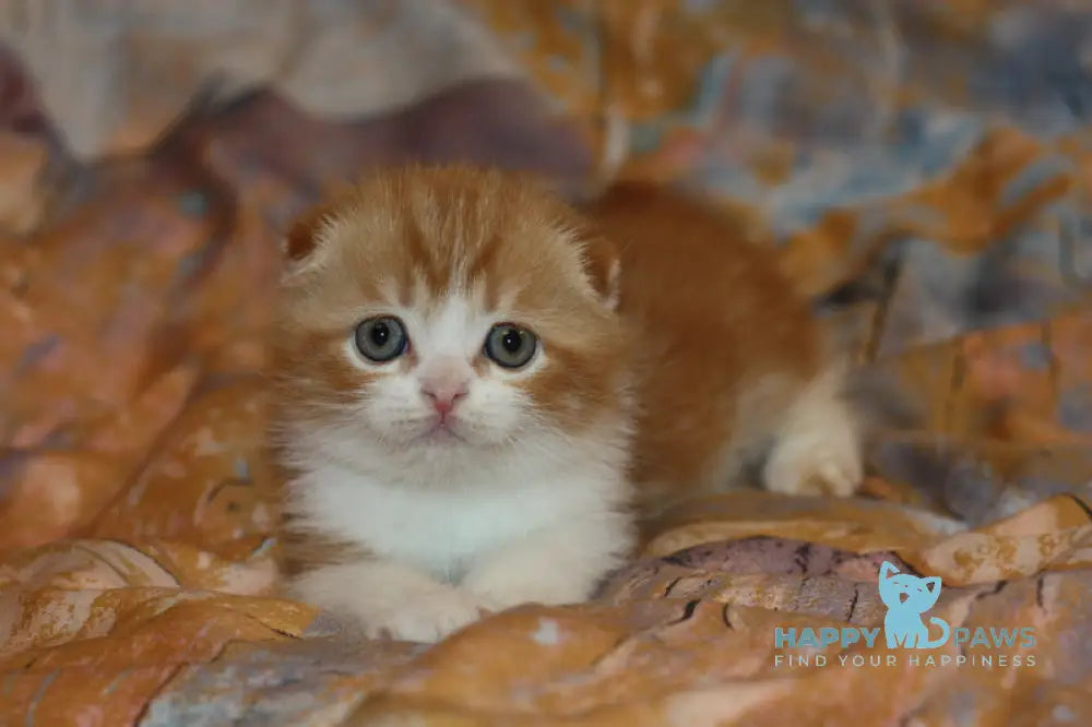Ferrero Rocher Scottish Fold male red tabby bicolour live animals