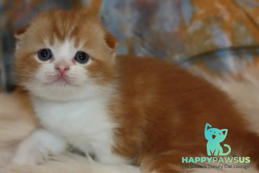 Ferrero Rocher Scottish Fold male red tabby bicolour live animals