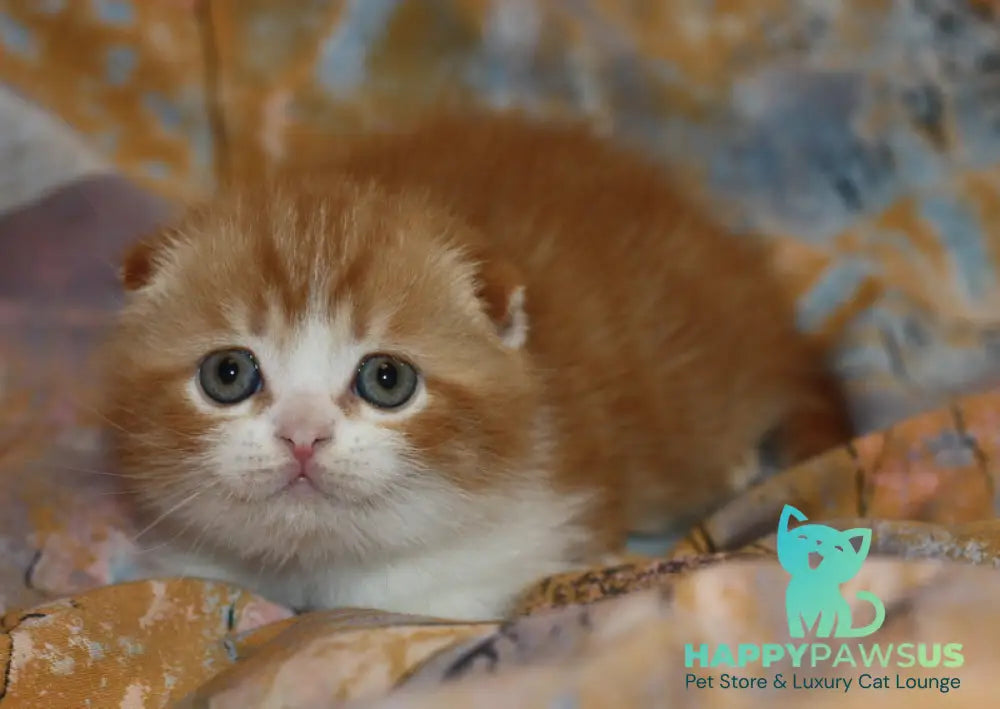 Ferrero Rocher Scottish Fold male red tabby bicolour live animals