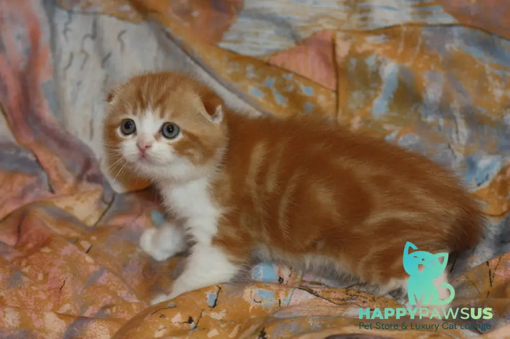 Ferrero Rocher Scottish Fold male red tabby bicolour live animals