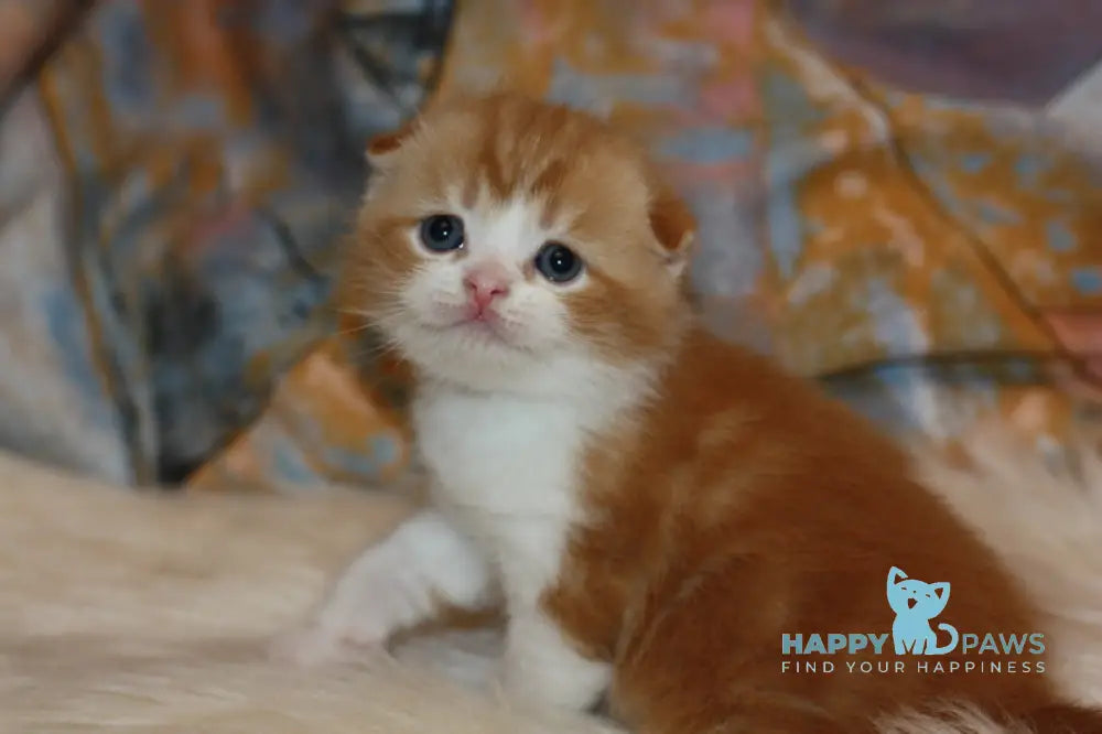 Ferrero Rocher Scottish Fold male red tabby bicolour live animals