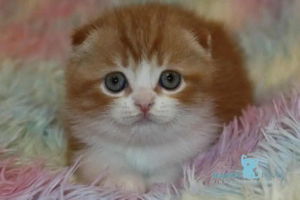 Ferrero Rocher Scottish Fold male red tabby bicolour live animals