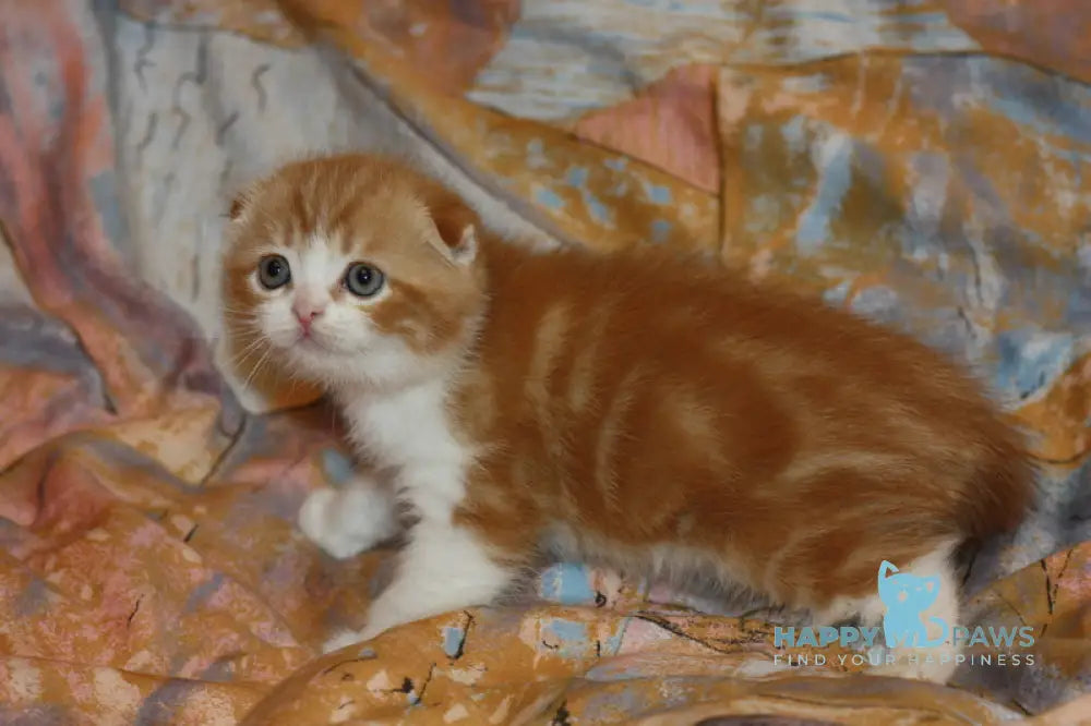 Ferrero Rocher Scottish Fold male red tabby bicolour live animals