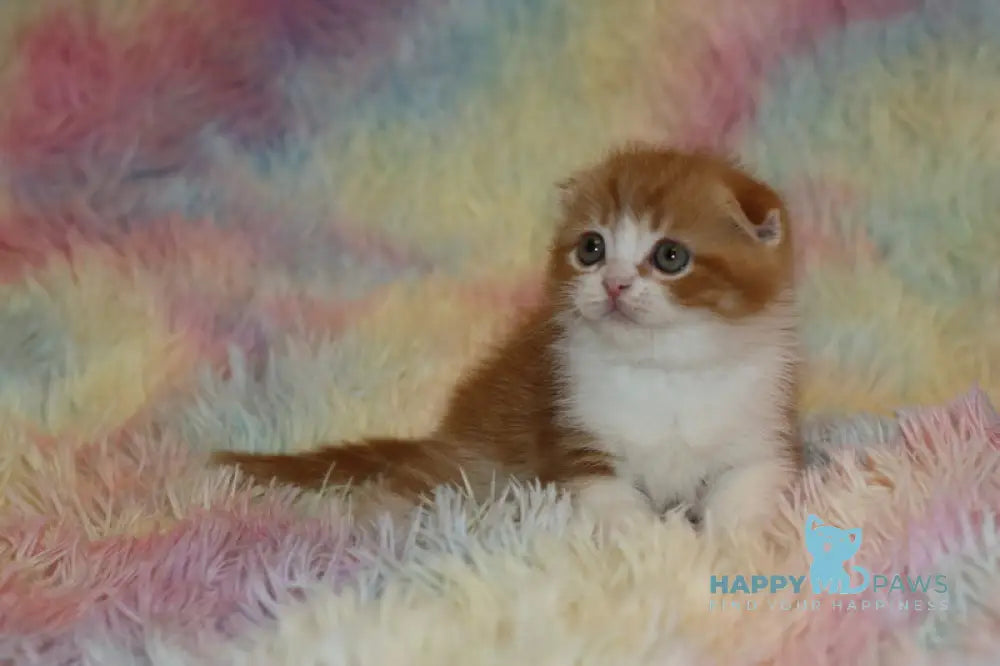 Ferrero Rocher Scottish Fold male red tabby bicolour live animals