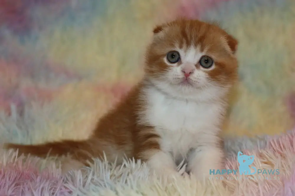 Ferrero Rocher Scottish Fold male red tabby bicolour live animals