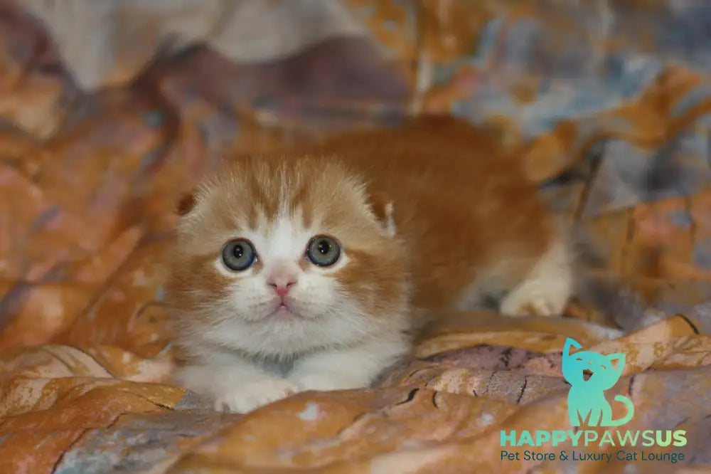 Ferrero Rocher Scottish Fold male red tabby bicolour live animals