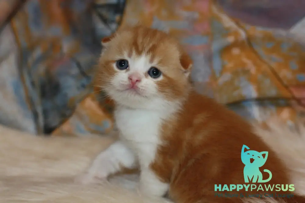 Ferrero Rocher Scottish Fold male red tabby bicolour live animals