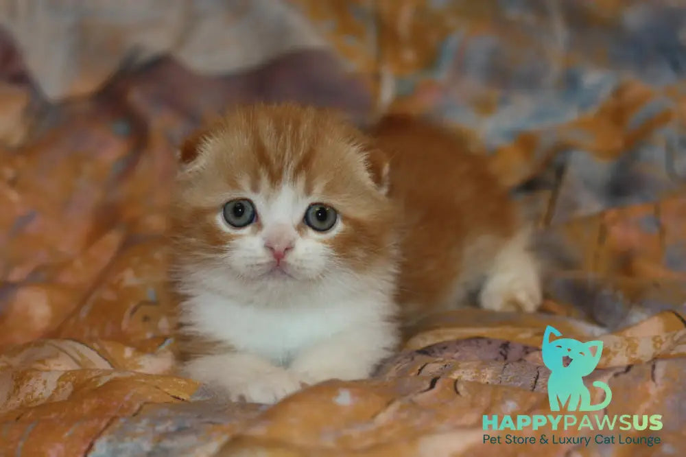 Ferrero Rocher Scottish Fold male red tabby bicolour live animals