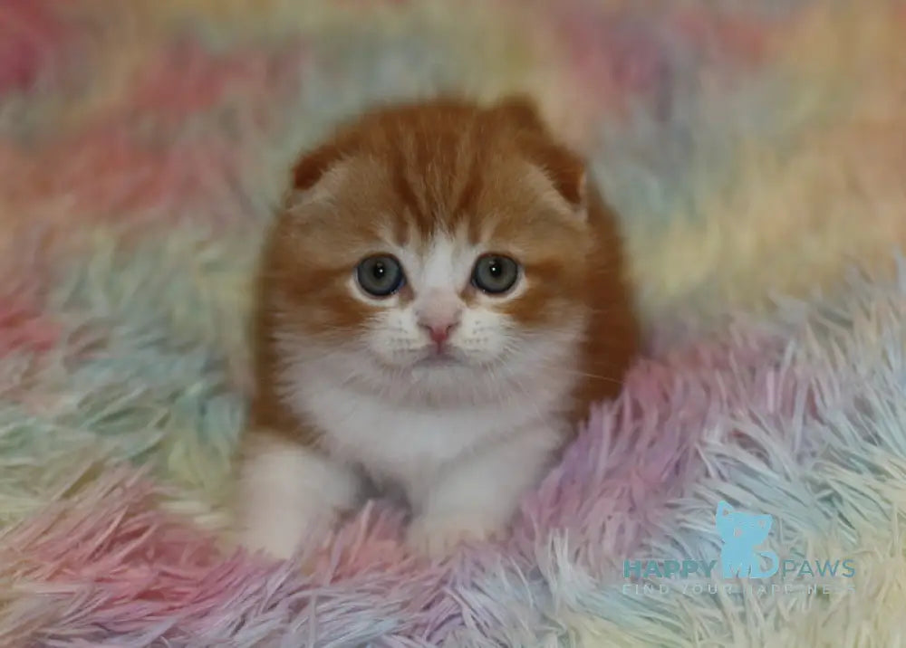 Ferrero Rocher Scottish Fold male red tabby bicolour live animals