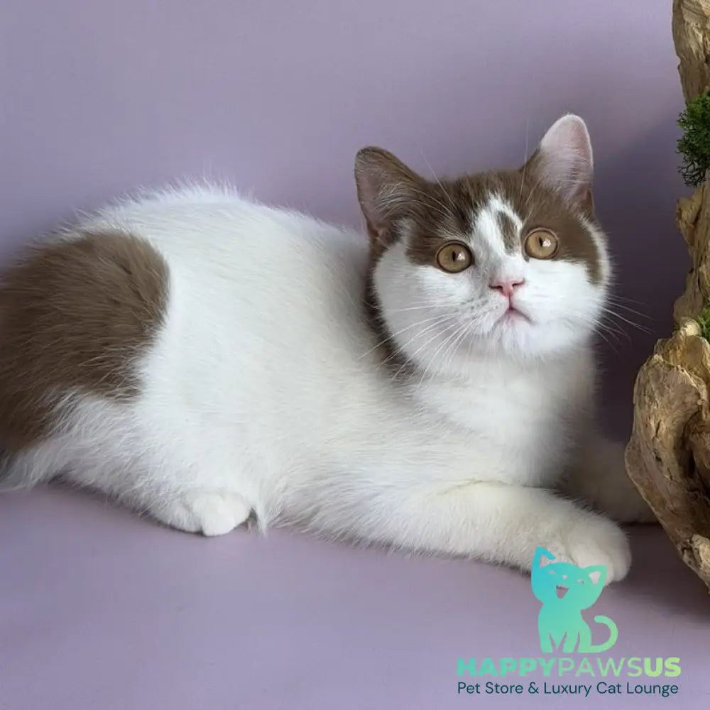 Ferris British Shorthair male cinnamon harlequin - live animals