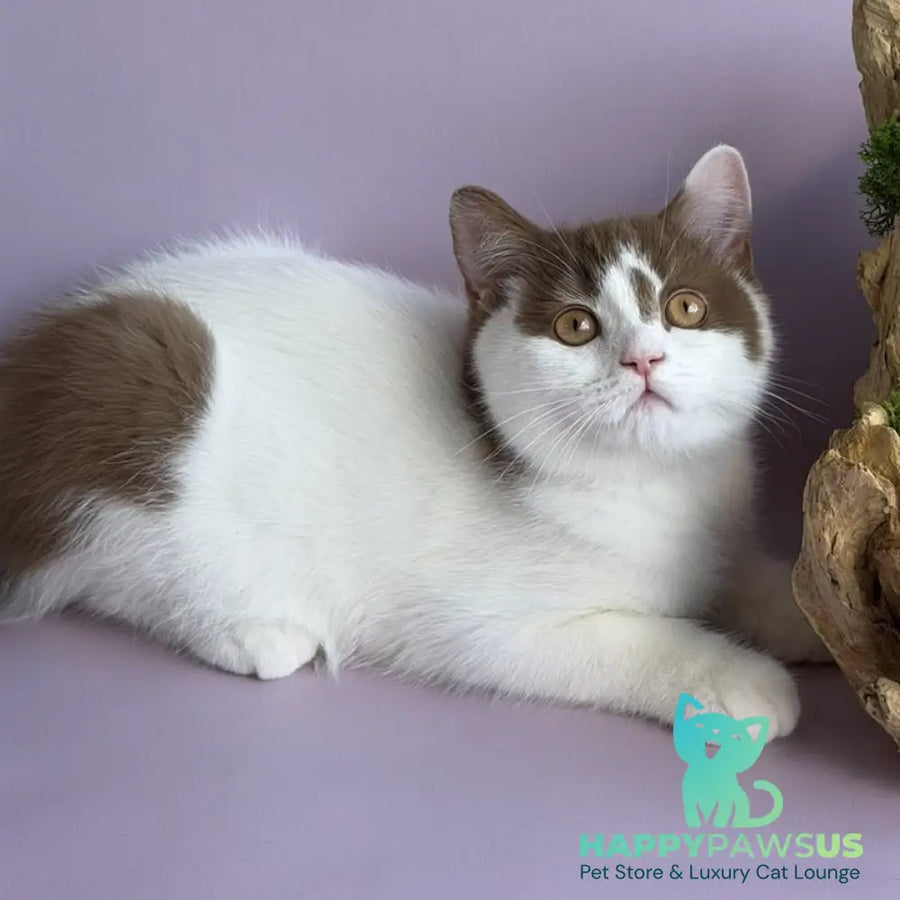 Ferris British Shorthair male cinnamon harlequin - live animals