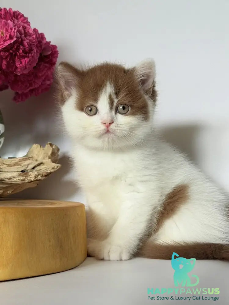 Ferris British Shorthair male cinnamon harlequin - live animals