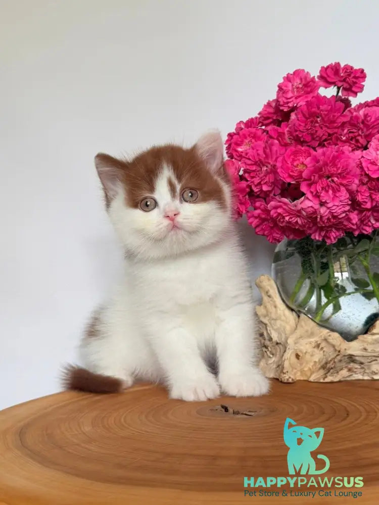 Ferris British Shorthair male cinnamon harlequin - live animals