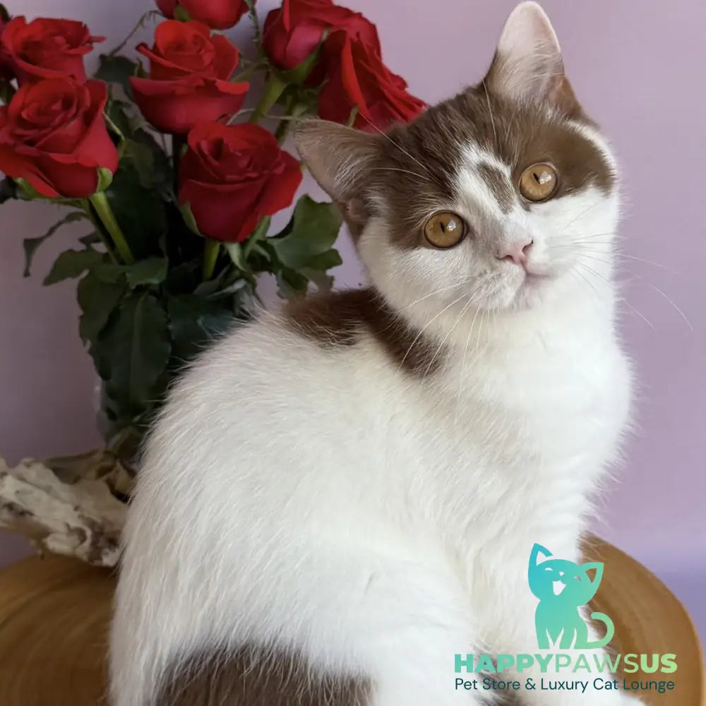 Ferris British Shorthair male cinnamon harlequin - live animals