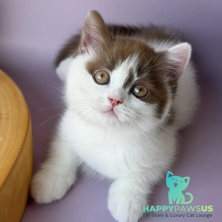 Ferris British Shorthair male cinnamon harlequin - live animals