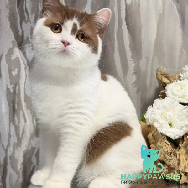 Ferris British Shorthair male cinnamon harlequin - live animals