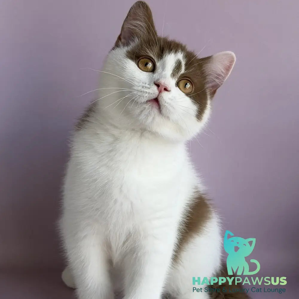 Ferris British Shorthair male cinnamon harlequin - live animals