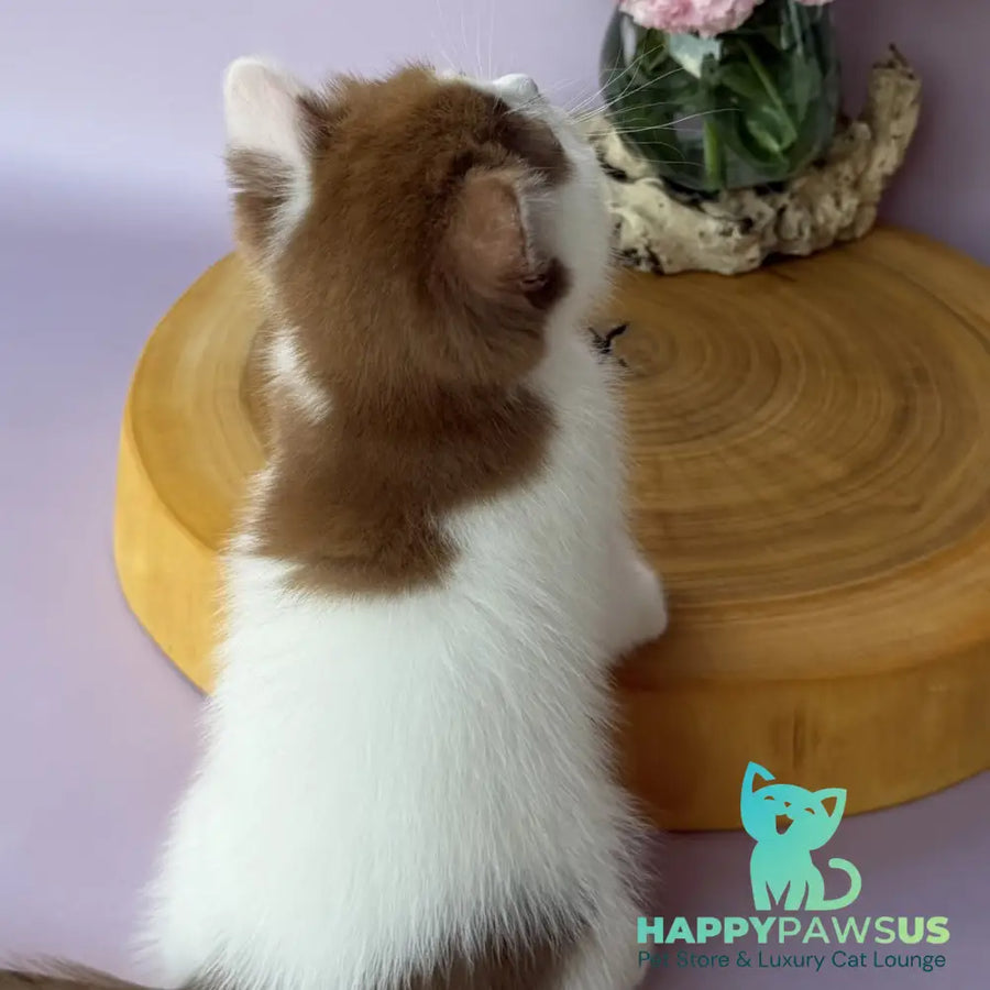 Ferris British Shorthair male cinnamon harlequin - live animals