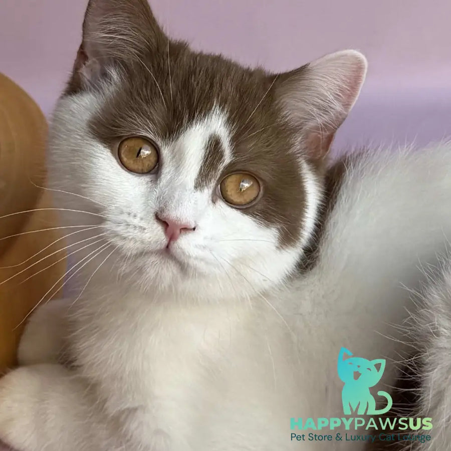 Ferris British Shorthair male cinnamon harlequin - live animals