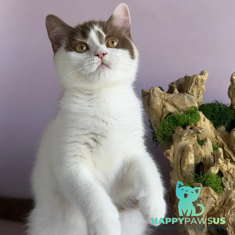Ferris British Shorthair male cinnamon harlequin - live animals