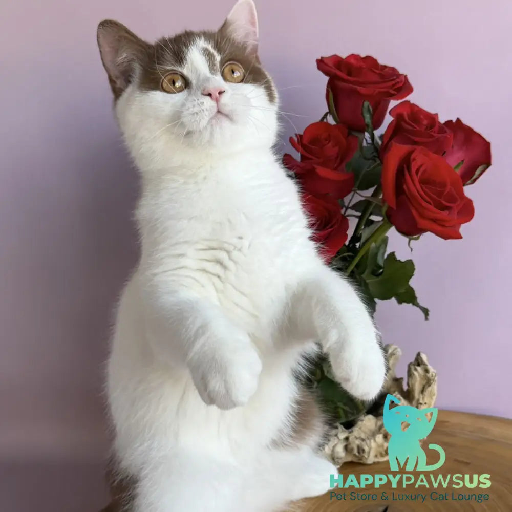 Ferris British Shorthair male cinnamon harlequin - live animals