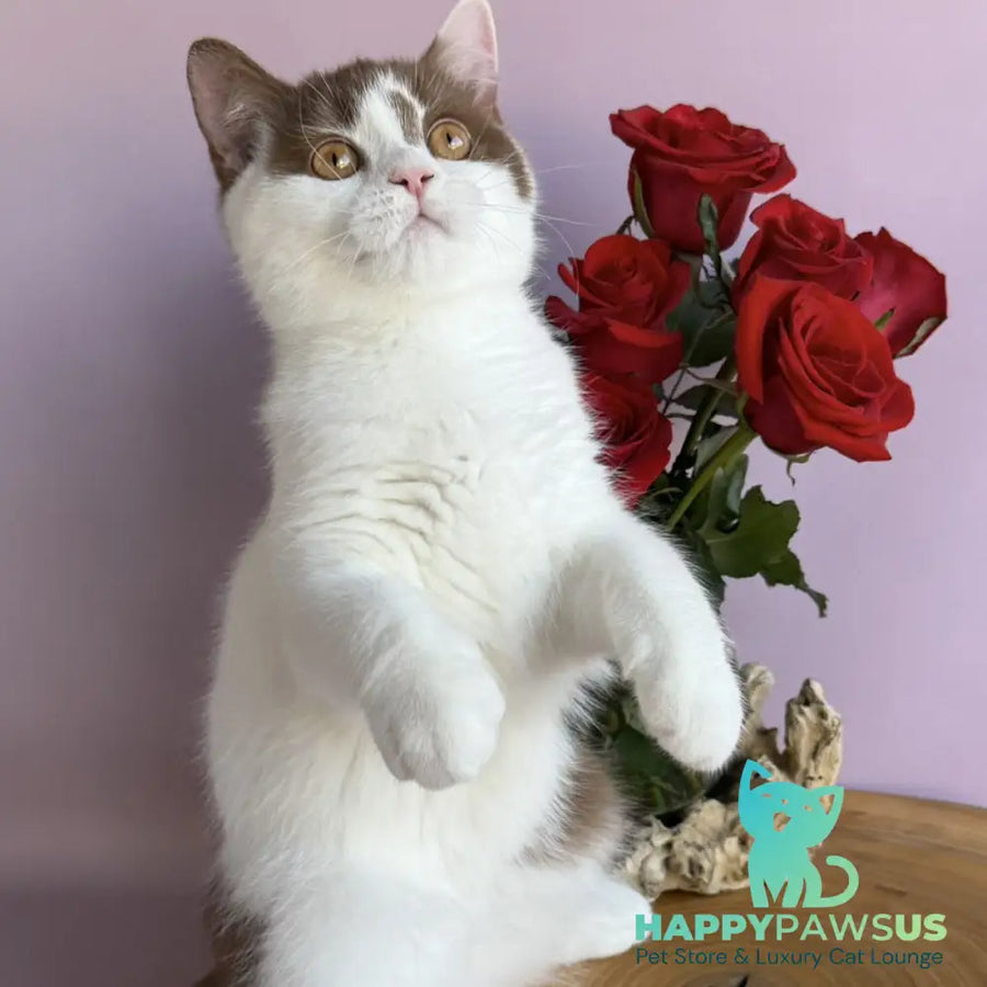 Ferris British Shorthair male cinnamon harlequin - live animals