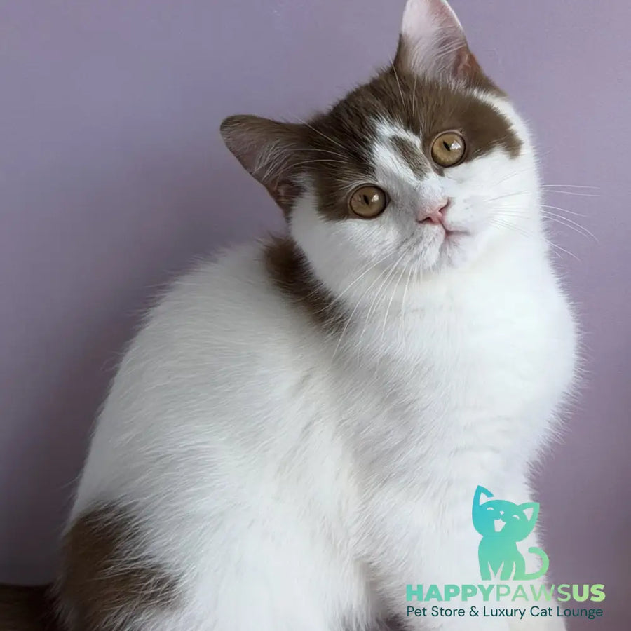 Ferris British Shorthair male cinnamon harlequin - live animals