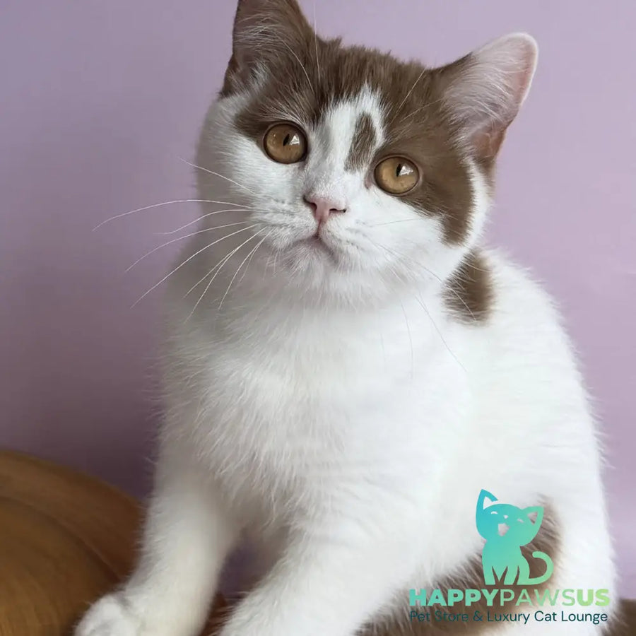 Ferris British Shorthair male cinnamon harlequin - live animals