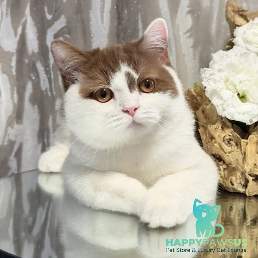 Ferris British Shorthair male cinnamon harlequin - live animals