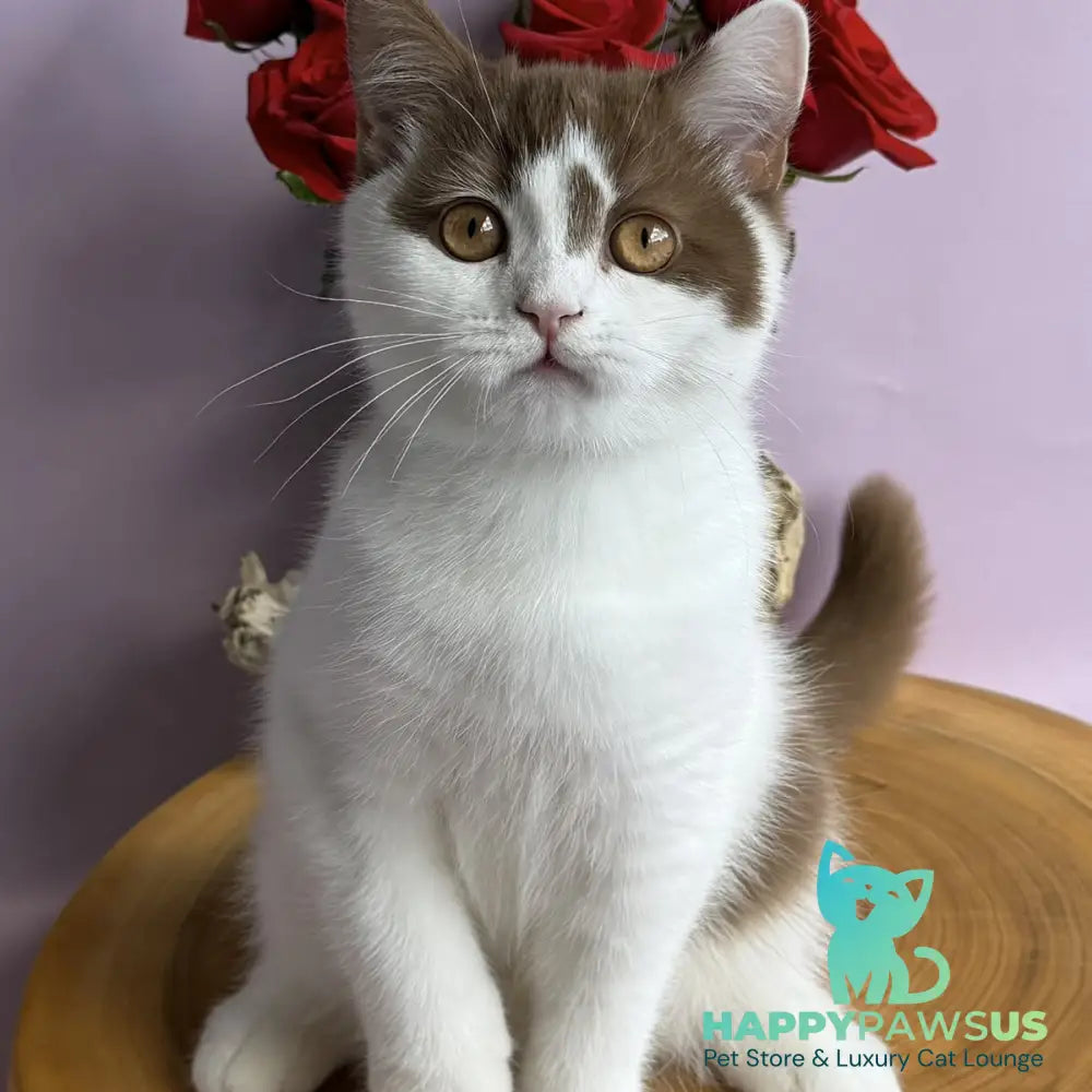 Ferris British Shorthair male cinnamon harlequin - live animals