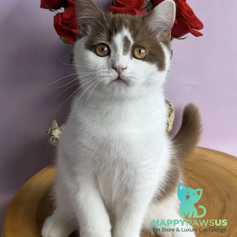 Ferris British Shorthair male cinnamon harlequin - live animals