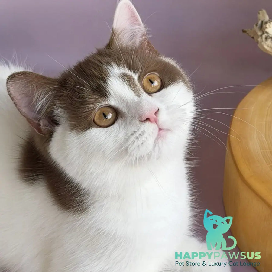 Ferris British Shorthair male cinnamon harlequin - live animals