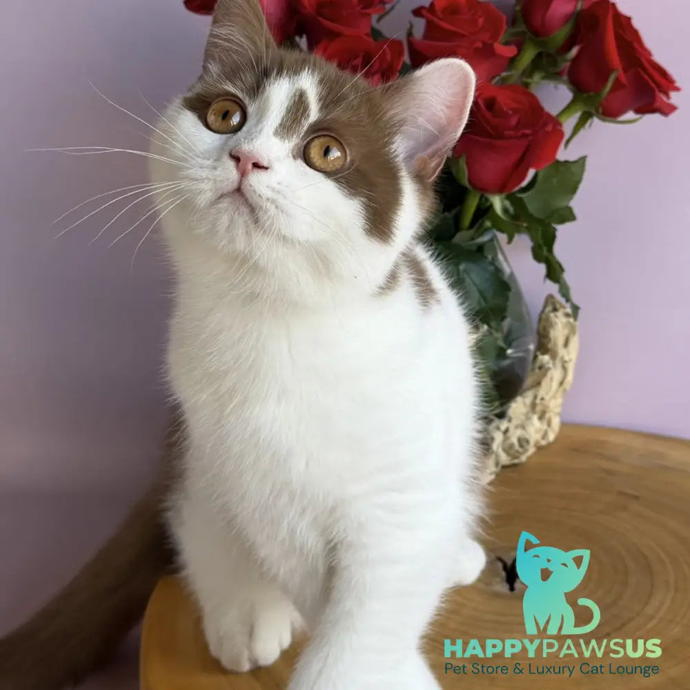 Ferris British Shorthair male cinnamon harlequin - live animals