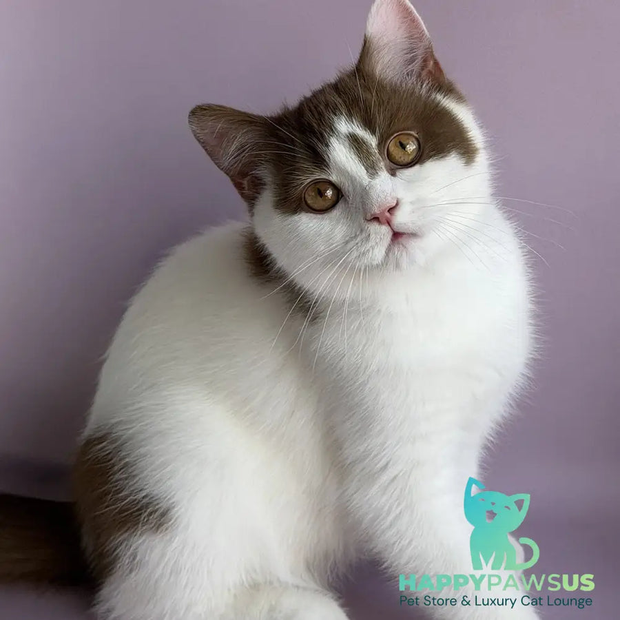 Ferris British Shorthair male cinnamon harlequin - live animals