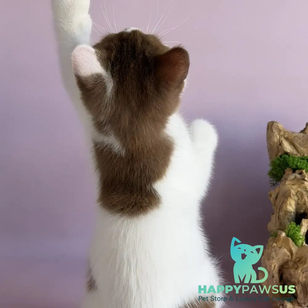 Ferris British Shorthair male cinnamon harlequin - live animals