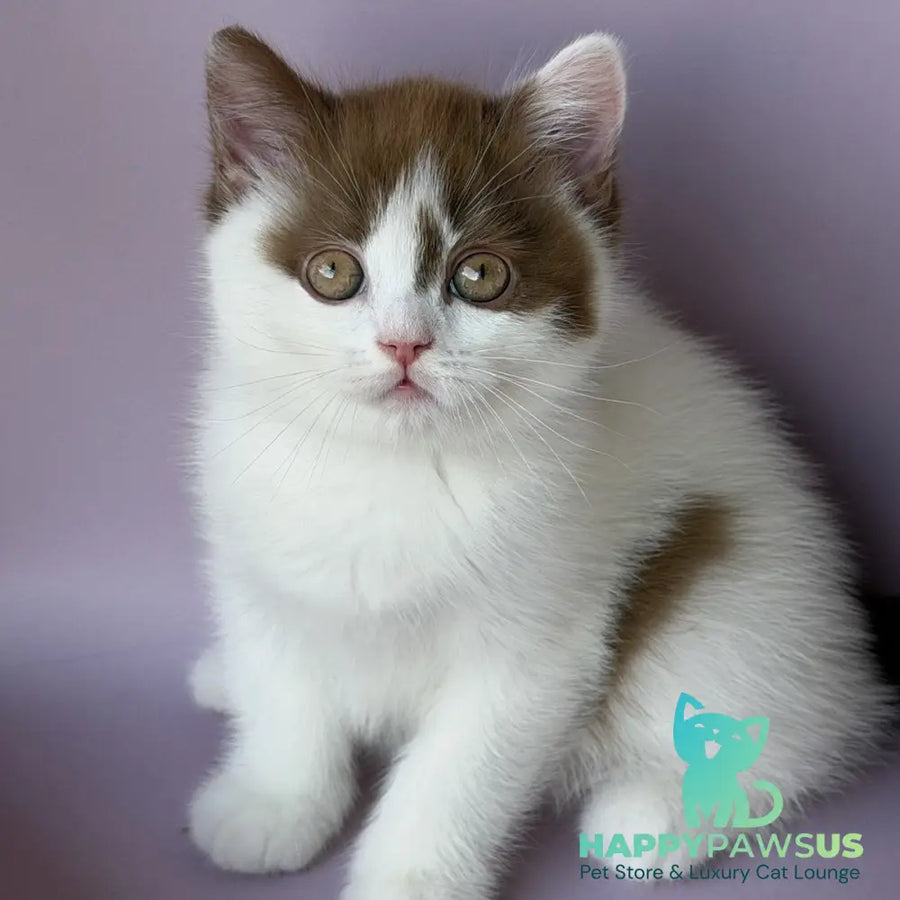 Ferris British Shorthair male cinnamon harlequin - live animals