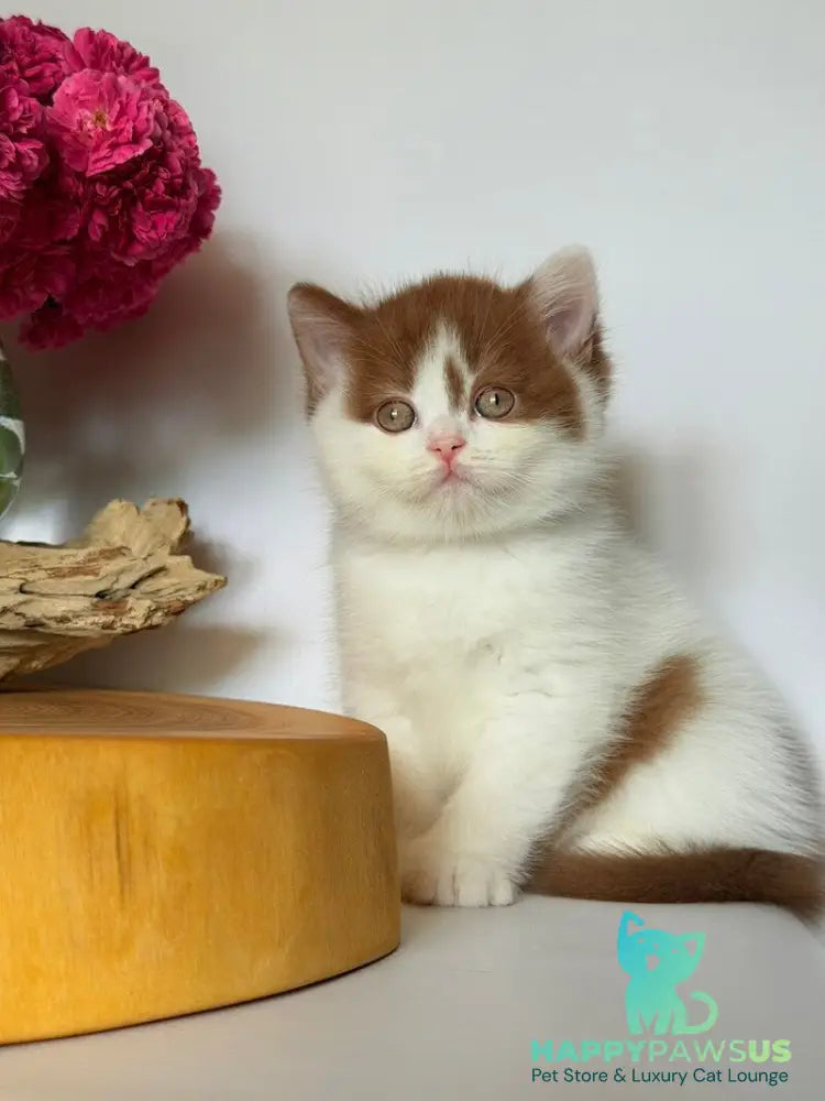 Ferris British Shorthair male cinnamon harlequin - live animals