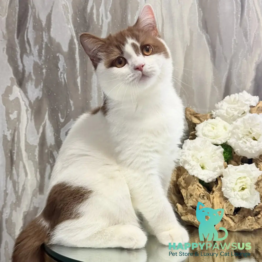 Ferris British Shorthair male cinnamon harlequin - live animals
