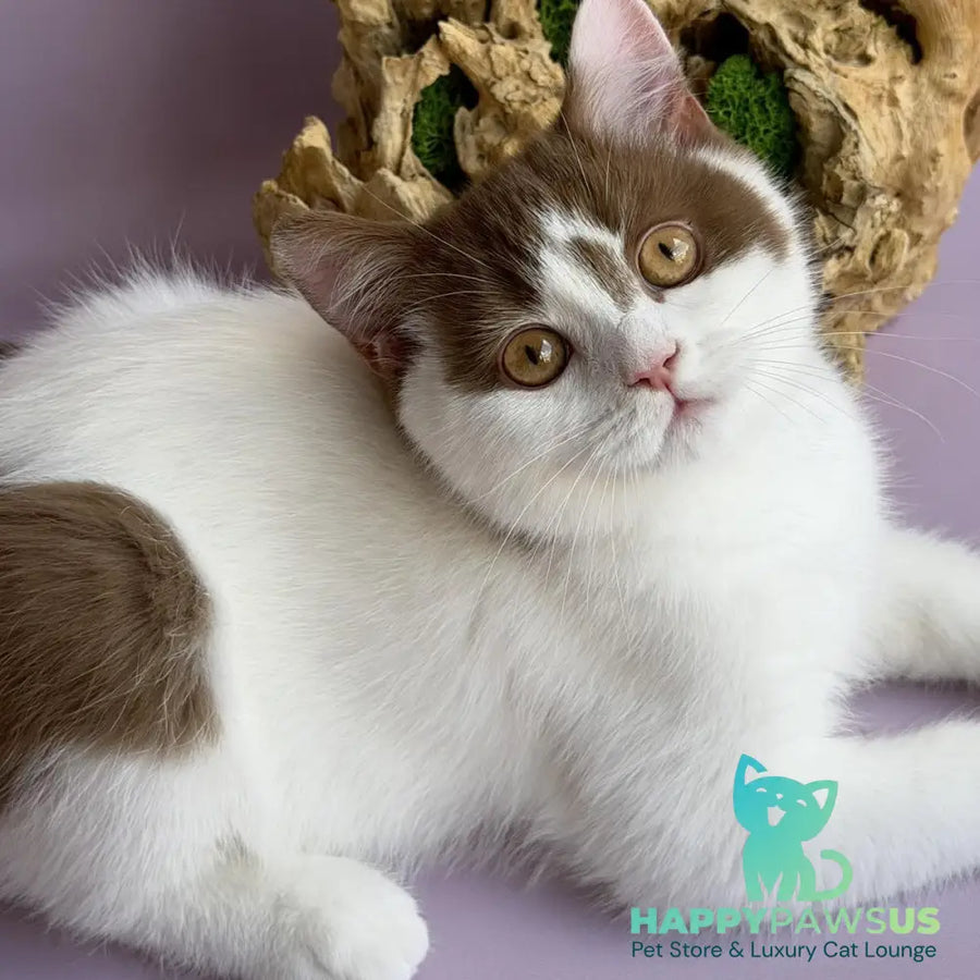 Ferris British Shorthair male cinnamon harlequin - live animals