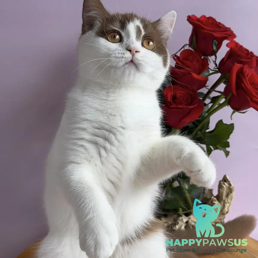 Ferris British Shorthair male cinnamon harlequin - live animals