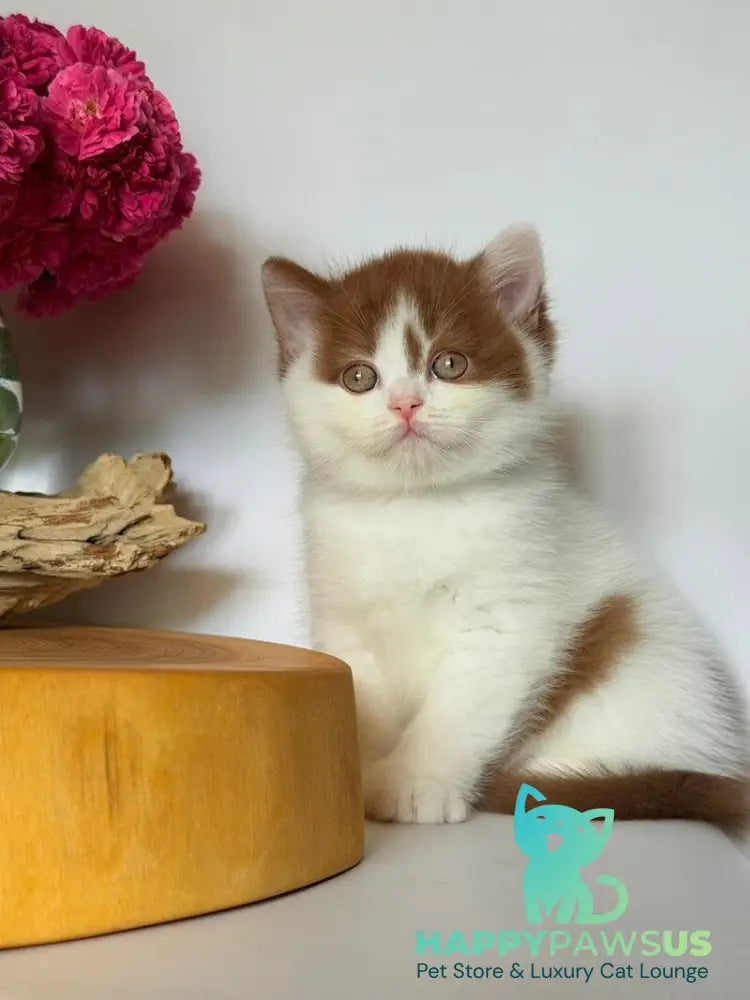 Ferris British Shorthair male cinnamon harlequin - live animals