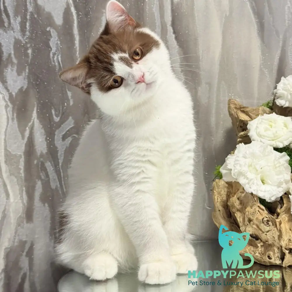 Ferris British Shorthair male cinnamon harlequin - live animals