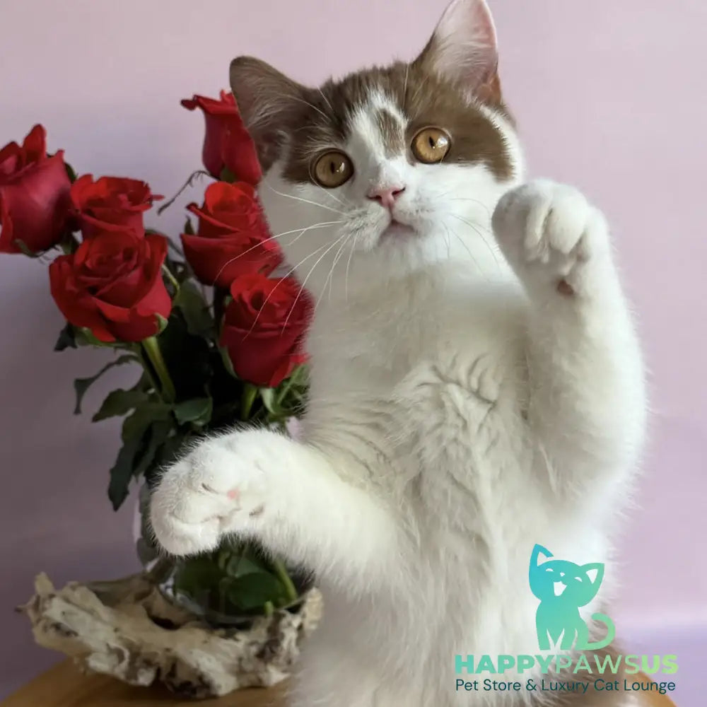 Ferris British Shorthair male cinnamon harlequin - live animals