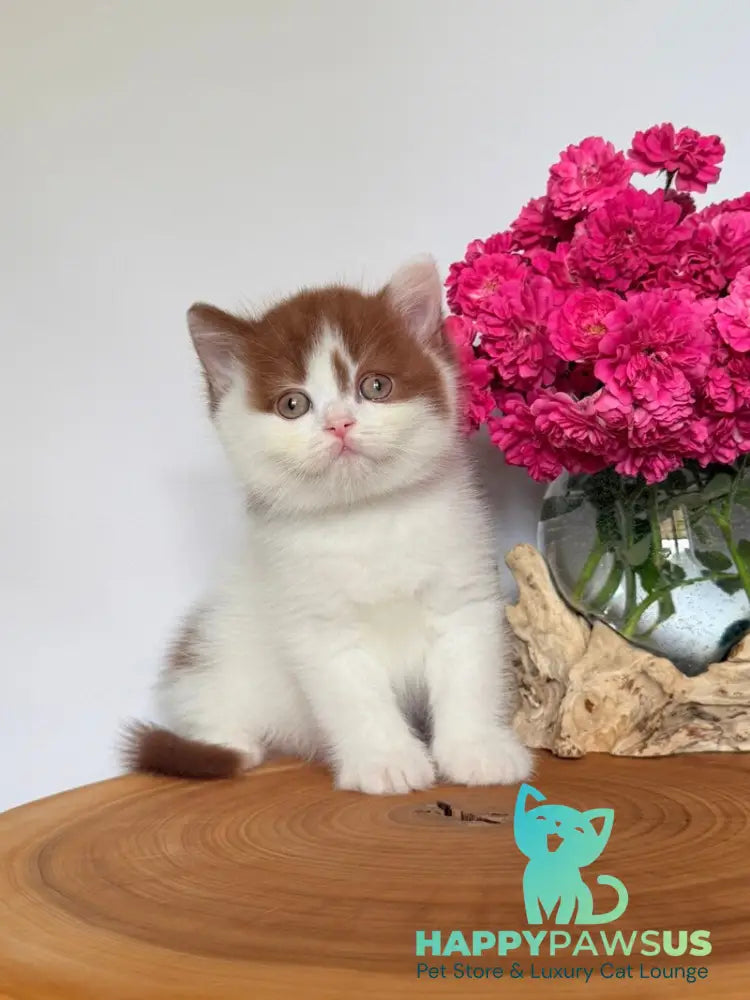 Ferris British Shorthair male cinnamon harlequin - live animals