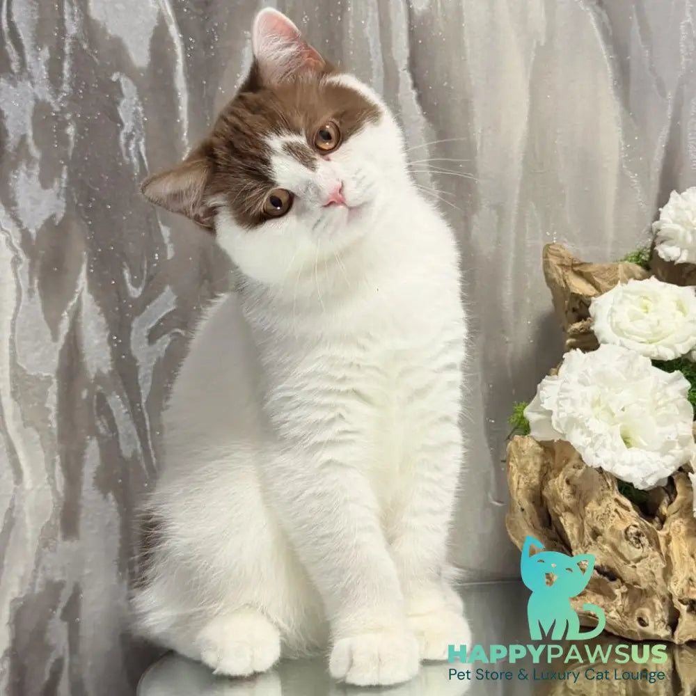 Ferris British Shorthair male cinnamon harlequin - live animals