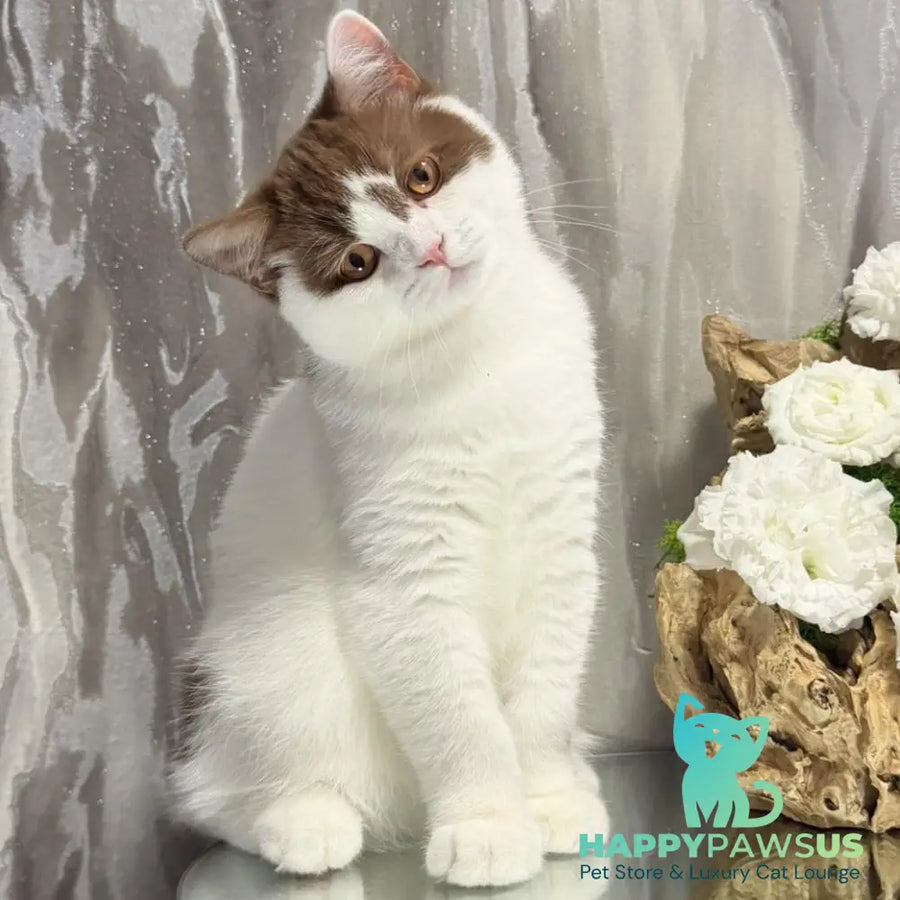 Ferris British Shorthair male cinnamon harlequin - live animals
