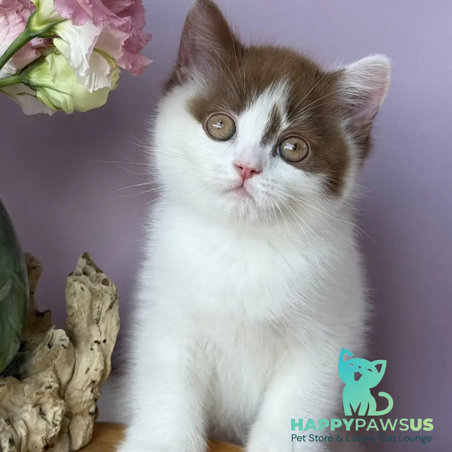 Ferris British Shorthair male cinnamon harlequin - live animals