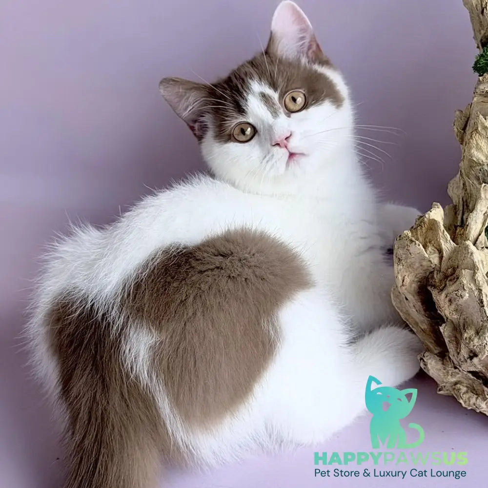 Ferris British Shorthair male cinnamon harlequin - live animals